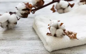 پنبه